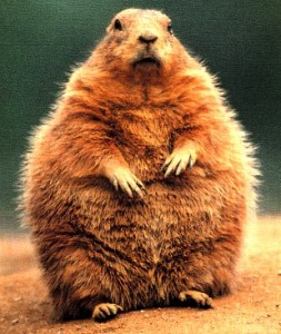 Ground Hog Day